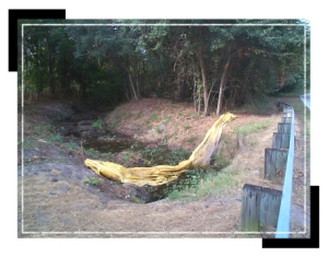 0024469-operations_projects_woods1 0024469-operations_projects_woods1