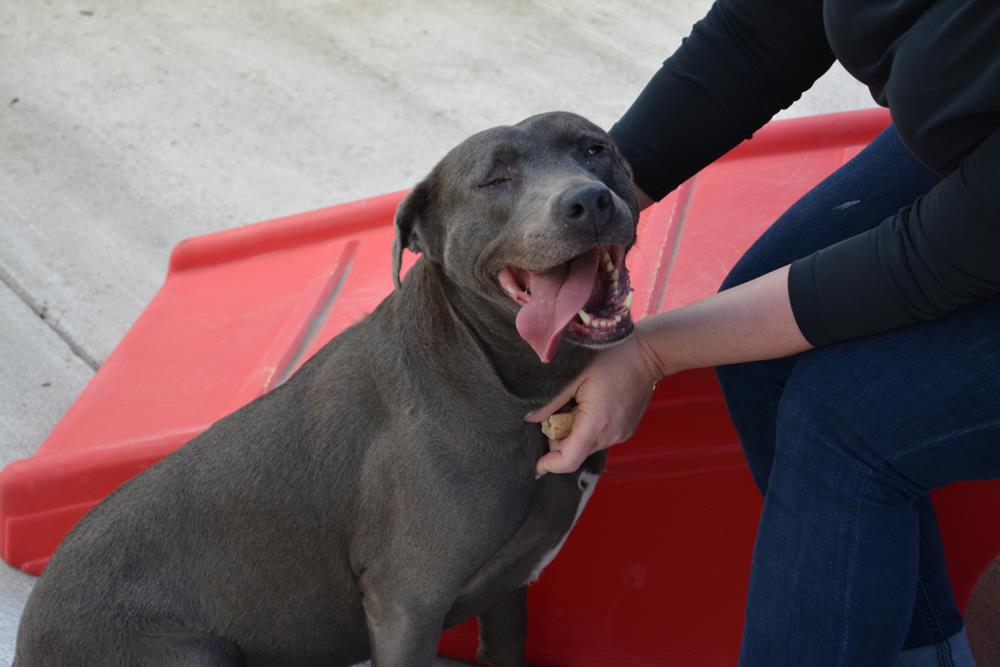 Animal-Services animal service