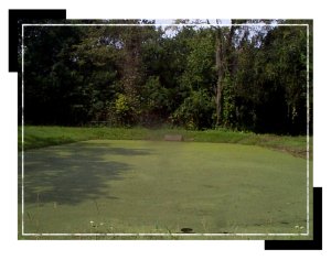 operations_pond_lordand3 operations_pond_lordand3